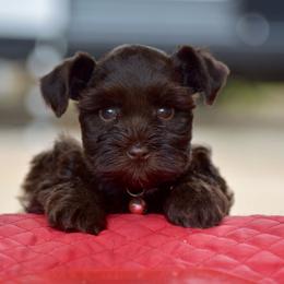 April - Liver female Miniature Schnauzer puppy in Sumner, Texas from 3M Kennels, LLC