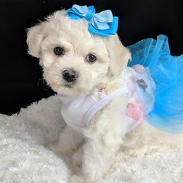 Bichon Frises, Shichons, and Shih Tzus from IDREAMOFPUPPIES