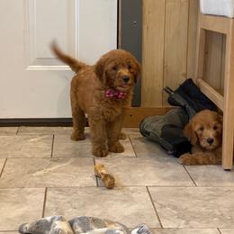Kiwi - Red  female Goldendoodle puppy in Sugarcreek, Ohio from True Hearted Doodles