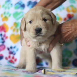 Golden Retriever Puppies from Golden Hour Golden Retrievers