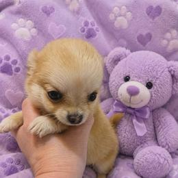 Willow - Fawn female Chihuahua puppy in Kyle, Texas from joy of chihuahuas tx