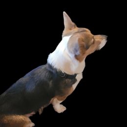 Sky - Pembroke Welsh Corgi