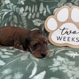 Lon - Red male Dachshund puppy in Dothan, Alabama from Little House Pups