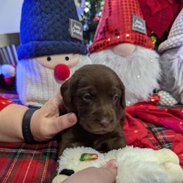 Labrador Retriever Puppies from Starfire Labradors