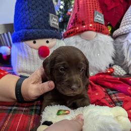 Labrador Retriever Puppies from Starfire Labradors