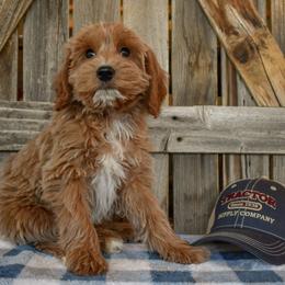 Teddy - Apricot male Goldendoodle puppy in Macedon, New York from Toodles Goldendoodles