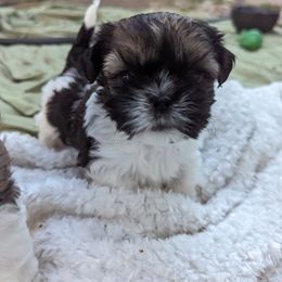 "Jub jub" Shih Tzu Puppies from We Shih Tzu Not!