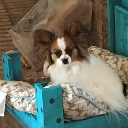 Rumba - Papillon