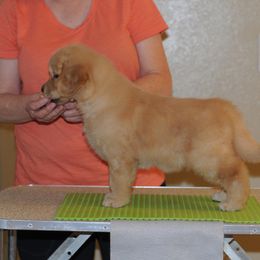 Golden Retriever Puppies from Scion Golden Retrievers
