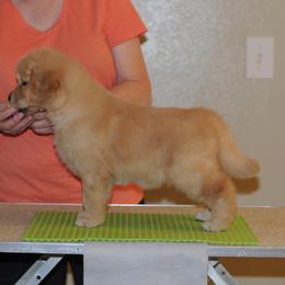 Golden Retriever Puppies from Scion Golden Retrievers