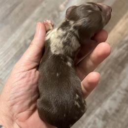Boy 1 - Dapple male Dachshund puppy in London, Kentucky from Steele Half Acre Homestead