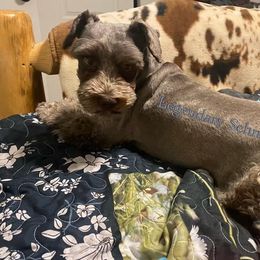 Merlin - Miniature Schnauzer