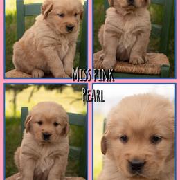 Pearl - Dark golden female Golden Retriever puppy in Driggs, Idaho from SK Golden Retrievers