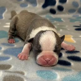 Jax - Blue male Boston Terrier puppy in Corning, California from SB Bostons / Raksha Malinois
