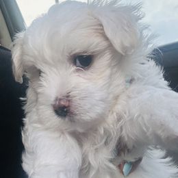 Goldendoodle, Maltese, and Yorkshire Terrier Puppies from Puppies by Angie