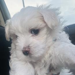 Goldendoodle, Maltese, and Yorkshire Terrier Puppies from Puppies by Angie