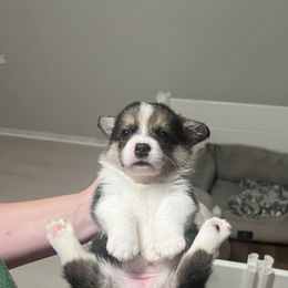 Theodora - Black and tan female American Corgi puppy in Garland, Texas from Barker's Corgis