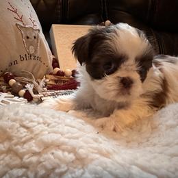 Shih Tzu Puppies from Wood Foo Breeders