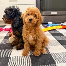 Karl - Red male Cockapoo puppy in Beresford, South Dakota from DAKOTA DOOD RANCH