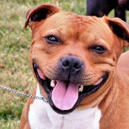 Staffordshire Bull Terrier All Grown Up from Spitfire 81 Staff's
