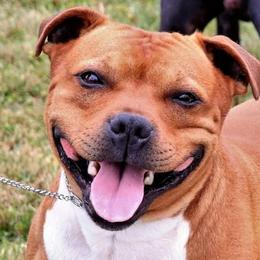 Staffordshire Bull Terrier All Grown Up from Spitfire 81 Staff's