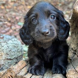 Tiny - Black female Dachshund puppy in Steele, Alabama from Taylored Dachshunds