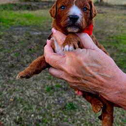 Dustin - Red  male Goldendoodle puppy in Harlem, Georgia from Ivey's Poodles & Doodles