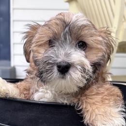 Havanese from Cajun Coast Havanese