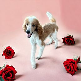 Swayze - Parti Poodle puppy in Swansboro, North Carolina from Monarch Standard Poodles