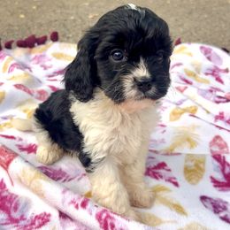 Merica - Black and white female Cavapoo puppy in Redding, California from Lipscomb Doodles