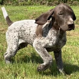 Boy 4 - Liver roan male German Shorthaired Pointer puppy in Equinunk, Pennsylvania from AHHA Kennels