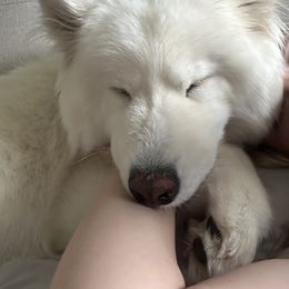 Samoyed All Grown Up from Marissa Wheeler