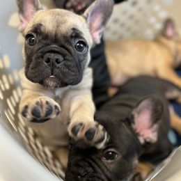 Kimber - French Bulldog puppy in Columbia, South Carolina from Stratton Kennel
