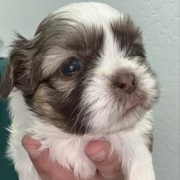Daisy - Liver and white female Shih Tzu puppy in Bakersfield, California from Little pumpkin Shih Tzu’s