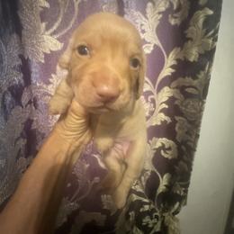 Pistol - Red male Dachshund puppy in Polo, Missouri from Blue Tails Farm