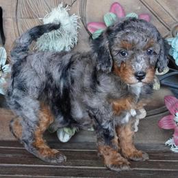 Girl 1 - Blue merle female Aussiedoodle puppy in Lawton, Oklahoma from Lindsey’s Aussies