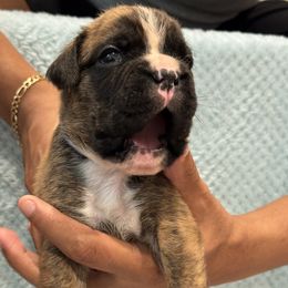 Boy 4 - Brindle male Boxer puppy in Suitland, Maryland from PrideNJoy Boxers