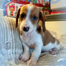 Ian - Piebald male Dachshund puppy in Aiken, South Carolina from State Eight Dachshunds