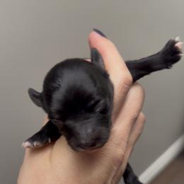 Mason - Black male Morkie puppy in Winston Salem, North Carolina from Patty’s Paws