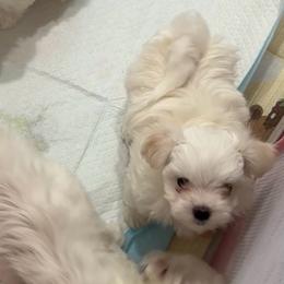 Snow's Little Haru Blooming MFK AKA Haru - White male Maltese puppy in Calhan, Colorado from Millennium Falcon Kennels