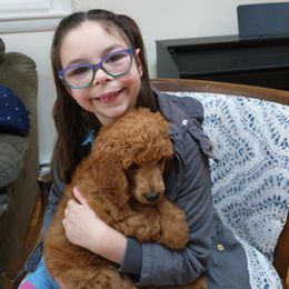 Poodle Puppies from R-Family Red Standard Poodles