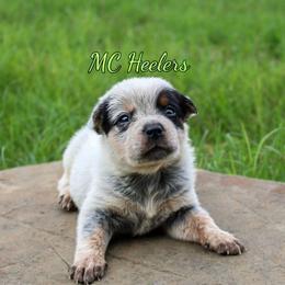 Lyric - Blue speckled female Australian Cattle Dog puppy in Waxahachie, Texas from MC Heelers