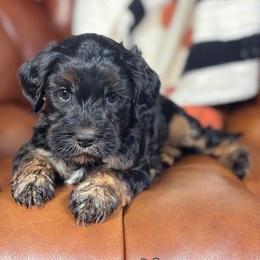 Nacho - Black male Australian Labradoodle puppy in Decatur, Alabama from Southern Meadows Doodles