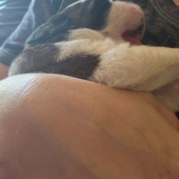 Saint Bernard Puppies from Amber's Saint Bernards