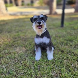 Miniature Schnauzer puppies from SSPuppy - Sophisticated Schnauzers