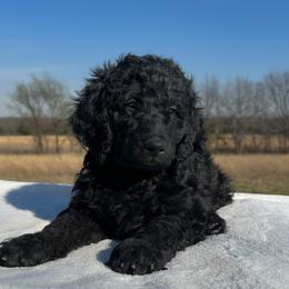 Sir Archibald Reginald Harold III - Black male Goldendoodle puppy in Osage City, Kansas from Golden Ridge Goldens