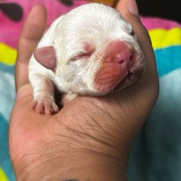 Girl 1 - White female French Bulldog puppy in Lawrenceville, Georgia from Amore Frenchies