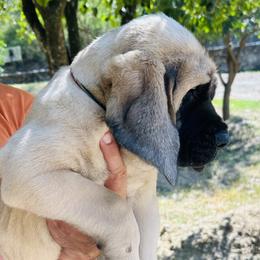 Girl 1 - Fawn female Mastiff puppy in Laredo, Texas from Huereca Mastiff