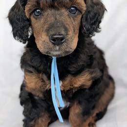 Blue Girl - Brindle female Poodle puppy in Hillsboro, Illinois from Sarah's Poodles