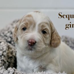Sequoia - Caramel ice female Australian Labradoodle puppy in Manchaca, Texas from Heartrock Labradoodles
